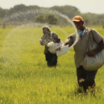 Productores alertaron sobre la falta de un acuerdo para el precio del arroz frente a la cosecha