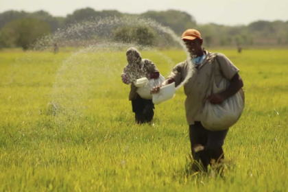 Productores alertaron sobre la falta de un acuerdo para el precio del arroz frente a la cosecha