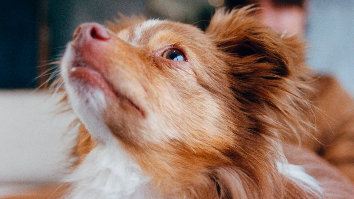 Danny Ocean apareció en la revista Vogue junto a su primera mascota