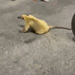 Investigarán a los responsables de maltratar a un oso melero en Anzoátegui