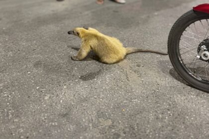 Investigarán a los responsables de maltratar a un oso melero en Anzoátegui