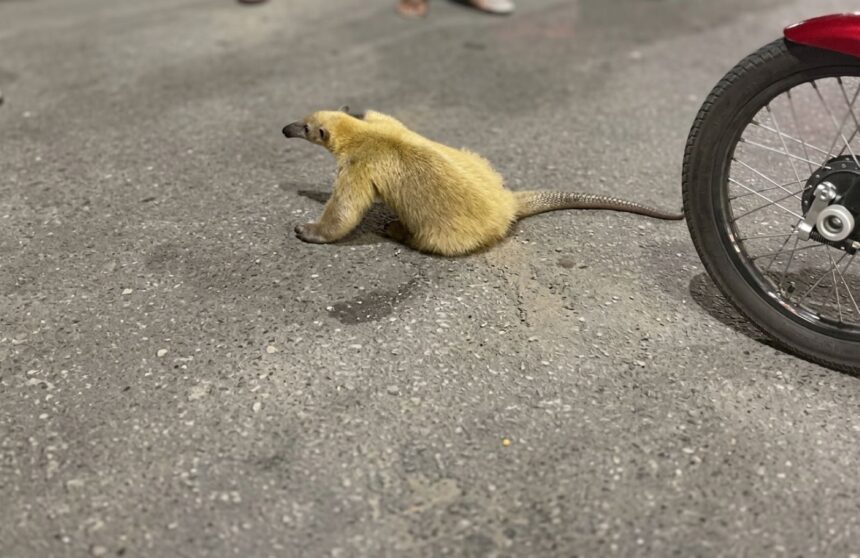 Investigarán a los responsables de maltratar a un oso melero en Anzoátegui