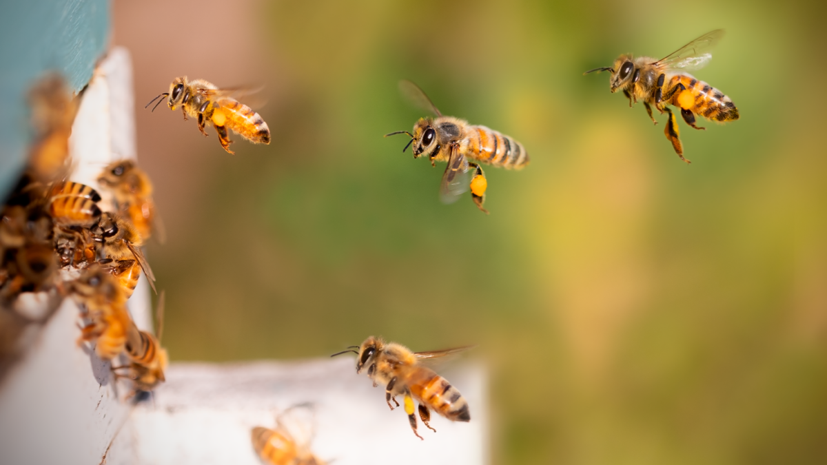 Ataque de abejas dejó más de 30 heridos en Táchira