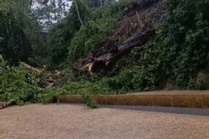Fuertes lluvias provocaron inundaciones y caída de árboles en varias zonas de la Gran Caracas